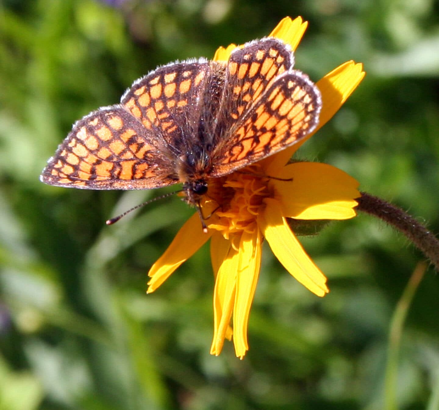orange fjäril med brunt nätmönster som sitter på en gul blomma